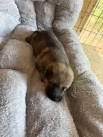 S-Senna green, a female German Shepherd Dog for sale in Polk City, FL – Photo 7 of 10