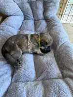 S-Senna green, a female German Shepherd Dog for sale in Polk City, FL – Photo 4 of 10