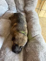 S-Senna green, a female German Shepherd Dog for sale in Polk City, FL – Photo 8 of 10