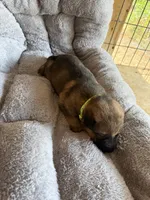 S-Senna green, a female German Shepherd Dog for sale in Polk City, FL – Photo 9 of 10