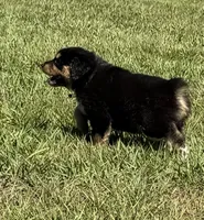 G-Pink, a female Miniature American Shepherd for sale in Polk City, FL – 7 of 10