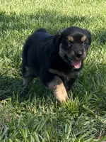 G-Red, a male Miniature American Shepherd for sale in Polk City, FL – 4 of 10