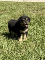 G-Pink, a female Miniature American Shepherd for sale in Polk City, FL – 9 of 10