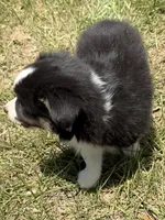 B-Bailey , a male Toy Australian Shepherd for sale in Polk City, FL – 2 of 10