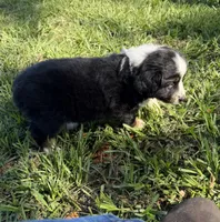 G-yellow, a female Miniature American Shepherd for sale in Polk City, FL – 10 of 10