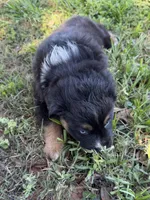 G-purple , a female Miniature American Shepherd for sale in Polk City, FL – 8 of 10