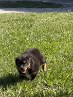 G-Green, a female Miniature American Shepherd for sale in Polk City, FL – 10 of 10