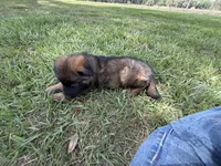 S-Samson, a male German Shepherd Dog for sale in Polk City, FL – 10 of 10