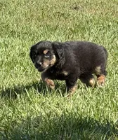 G-Red, a male Miniature American Shepherd for sale in Polk City, FL – 3 of 10