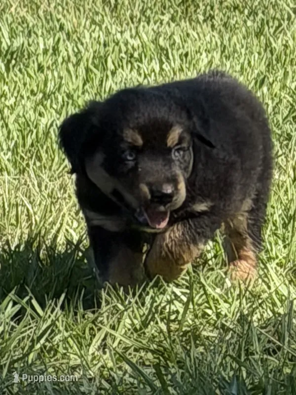 G-Red – Miniature American Shepherd puppy for sale in Polk City, FL