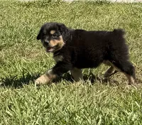 G-Pink, a female Miniature American Shepherd for sale in Polk City, FL – 10 of 10