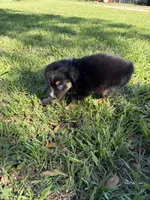 G-purple , a female Miniature American Shepherd for sale in Polk City, FL – 10 of 10