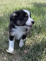B-Bailey , a male Toy Australian Shepherd for sale in Polk City, FL – 7 of 10