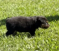 G-Green, a female Miniature American Shepherd for sale in Polk City, FL – 3 of 10