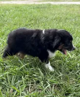 P-Pepe , a male Toy Australian Shepherd for sale in Polk City, FL – 5 of 10