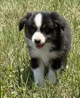 B-Bailey , a male Toy Australian Shepherd for sale in Polk City, FL – 3 of 10