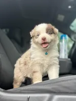 L-Luke, a male Australian Shepherd for sale in Polk City, FL – Photo 3 of 5