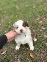 L-Luke, a male Australian Shepherd for sale in Polk City, FL – Photo 5 of 5
