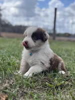 L-Luke, a male Australian Shepherd for sale in Polk City, FL – Photo 2 of 5