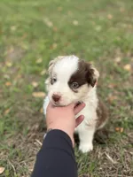 L-Luke, a male Australian Shepherd for sale in Polk City, FL – Photo 4 of 5