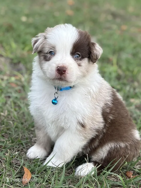 L-Luke – Australian Shepherd puppy for sale in Polk City, FL
