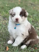 L-Luke, a male Australian Shepherd for sale in Polk City, FL – Photo 1 of 5