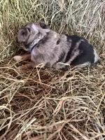 P-Paulo , a male Toy Australian Shepherd for sale in Polk City, FL – Photo 10 of 10