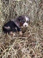 P-Paulo , a male Toy Australian Shepherd for sale in Polk City, FL – Photo 5 of 10