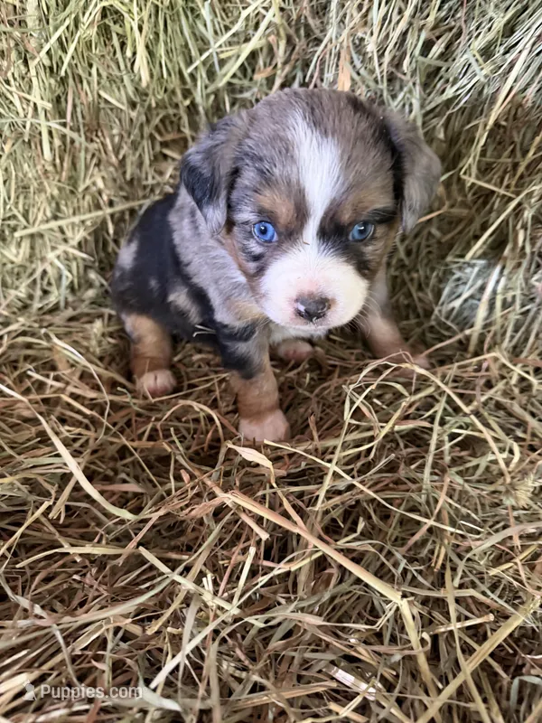 P-Paulo  – Toy Australian Shepherd puppy for sale in Polk City, FL