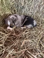 P-Paulo , a male Toy Australian Shepherd for sale in Polk City, FL – Photo 9 of 10