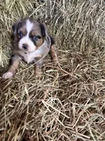 P-Paulo , a male Toy Australian Shepherd for sale in Polk City, FL – Photo 3 of 10