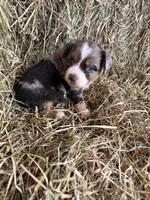 P-Paulo , a male Toy Australian Shepherd for sale in Polk City, FL – Photo 6 of 10