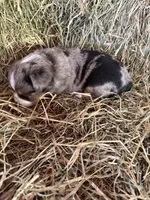 P-Paulo , a male Toy Australian Shepherd for sale in Polk City, FL – Photo 8 of 10