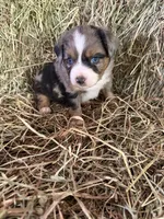 P-Paulo , a male Toy Australian Shepherd for sale in Polk City, FL – Photo 4 of 10