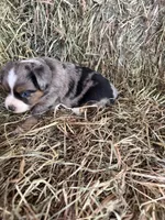 P-Paulo , a male Toy Australian Shepherd for sale in Polk City, FL – Photo 7 of 10