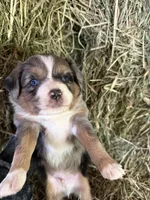 P-Paulo , a male Toy Australian Shepherd for sale in Polk City, FL – Photo 2 of 10