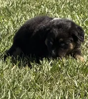 G-purple , a female Miniature American Shepherd for sale in Polk City, FL – 4 of 10