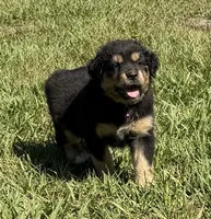 G-Pink, a female Miniature American Shepherd for sale in Polk City, FL – 6 of 10