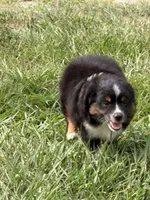 P-Pepe , a male Toy Australian Shepherd for sale in Polk City, FL – 9 of 10
