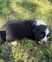 G-yellow, a female Miniature American Shepherd for sale in Polk City, FL – 9 of 10