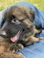 S-Samson, a male German Shepherd Dog for sale in Polk City, FL – 9 of 10