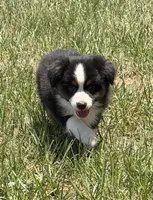 B-Bailey , a male Toy Australian Shepherd for sale in Polk City, FL – 4 of 10