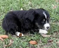 B-Bob, a male Toy Australian Shepherd for sale in Polk City, FL – Photo 1 of 10