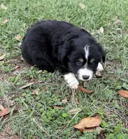 B-Bob, a male Toy Australian Shepherd for sale in Polk City, FL – Photo 8 of 10