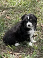 B-Bob, a male Toy Australian Shepherd for sale in Polk City, FL – Photo 10 of 10