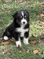 B-Bob, a male Toy Australian Shepherd for sale in Polk City, FL – Photo 7 of 10