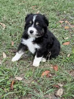 B-Bob, a male Toy Australian Shepherd for sale in Polk City, FL – Photo 2 of 10