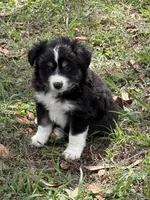 B-Bob, a male Toy Australian Shepherd for sale in Polk City, FL – Photo 9 of 10