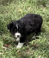 B-Bob, a male Toy Australian Shepherd for sale in Polk City, FL – Photo 4 of 10