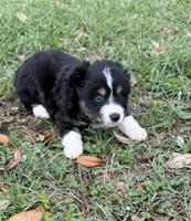 B-Bob, a male Toy Australian Shepherd for sale in Polk City, FL – Photo 3 of 10